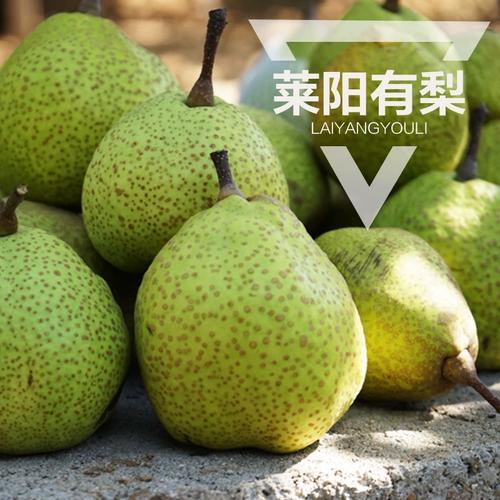 秋燥潤(rùn)肺佳品 | 正宗萊陽梨 一口咬下百年貢梨的甘冽與傳承